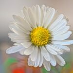 Bellis perennis bei Verletzungen