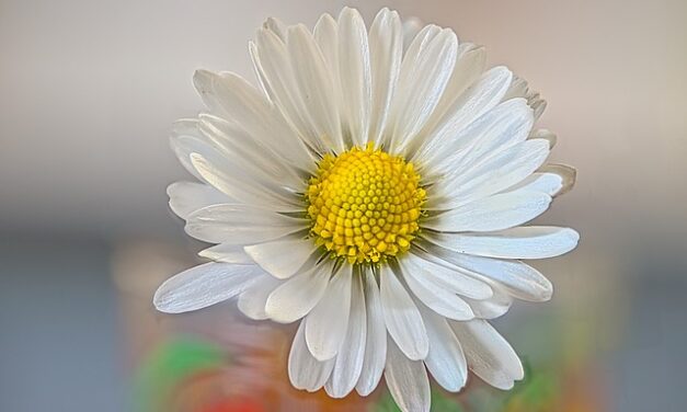 Bellis perennis bei Verletzungen