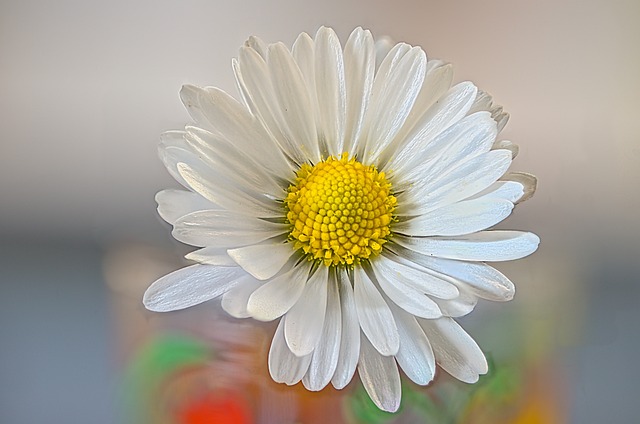 Bellis perennis bei Verletzungen