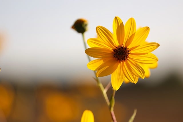 Arnica montana