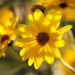 Arnica montana bei Verletzungen