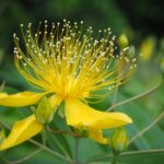 Hypericum bei Verletzungen