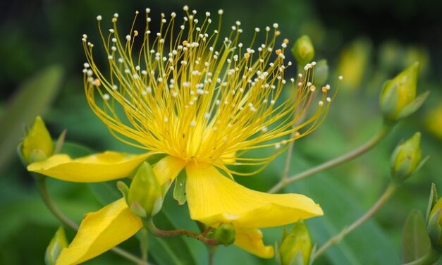 Hypericum bei Verletzungen