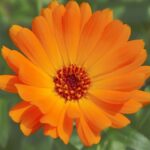 Calendula bei Verletzungen