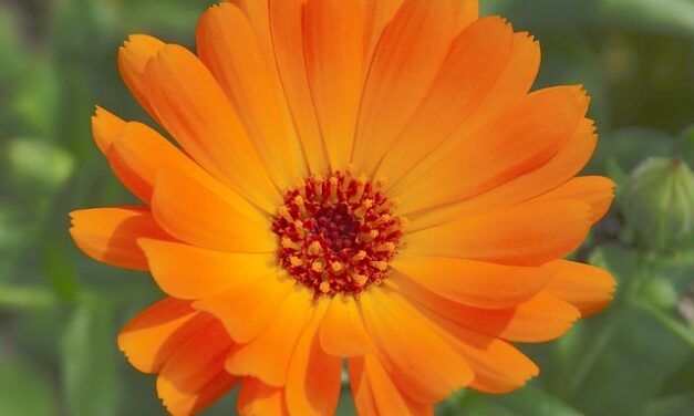 Calendula bei Verletzungen