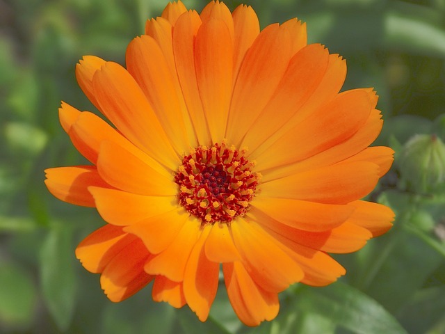 Calendula bei Verletzungen