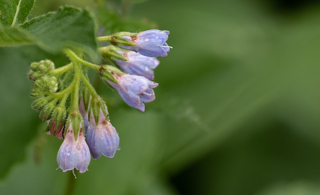 Symphytum bei Verletzungen